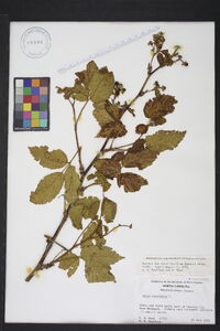 Rubus canadensis image