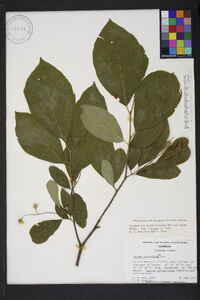 Styrax grandifolius image