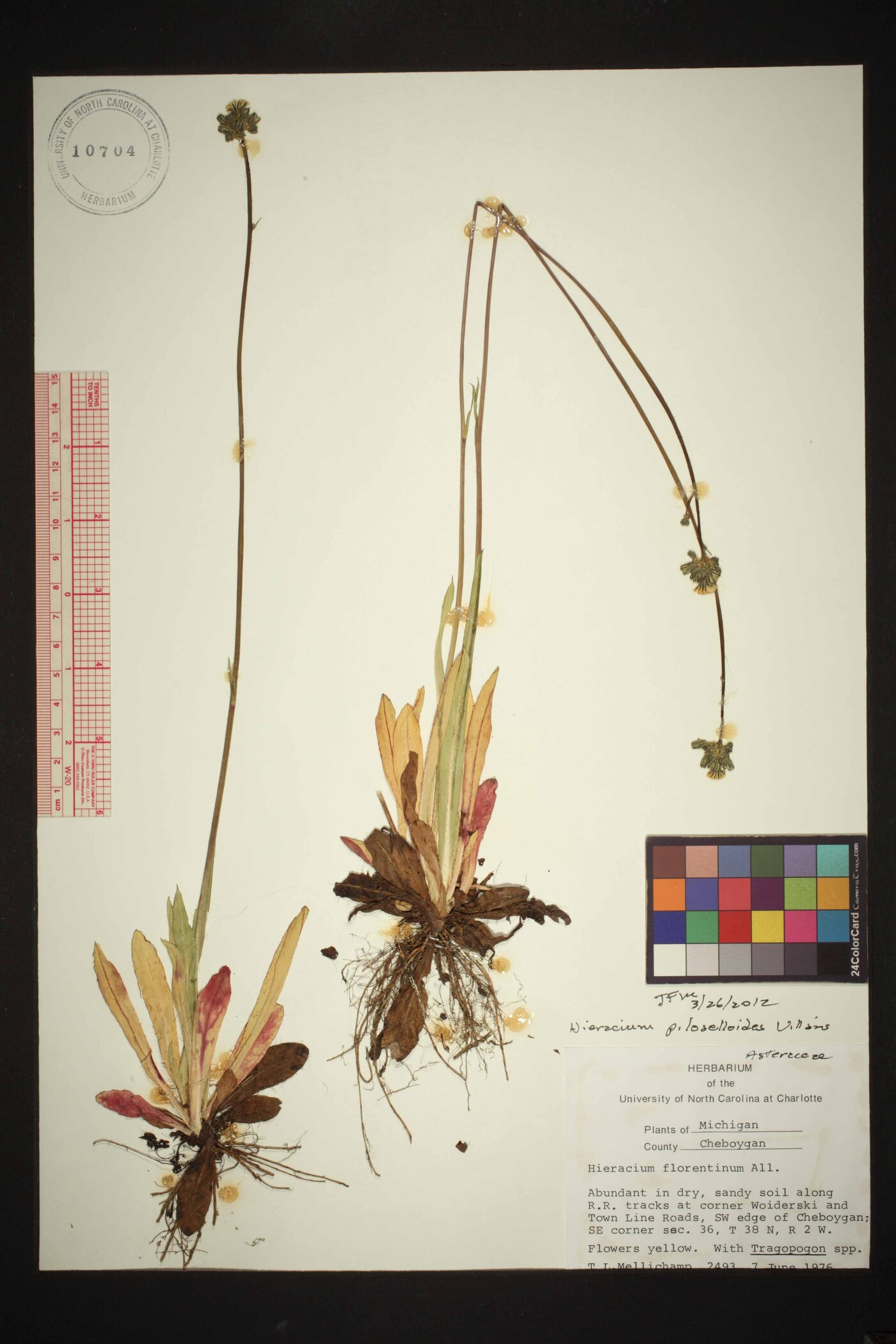 Pilosella piloselloides image