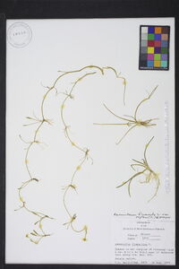 Ranunculus flammula image