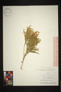 Dendrolycopodium dendroideum image