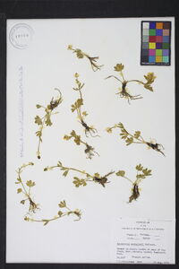 Ranunculus eschscholtzii image