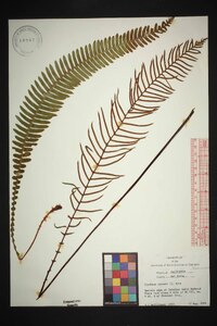 Blechnum spicant image