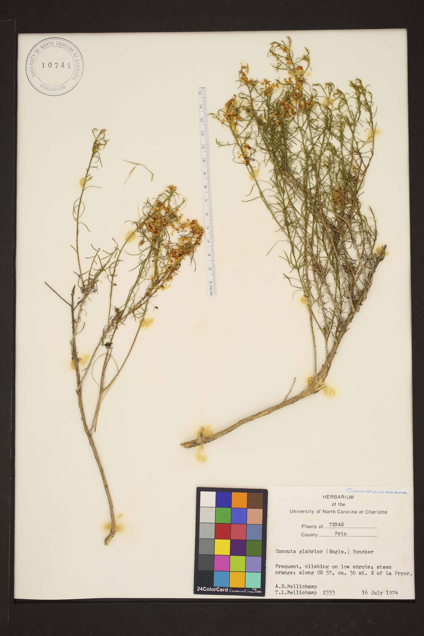 Cuscuta glabrior image