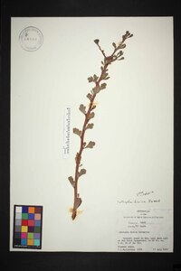 Jatropha dioica image