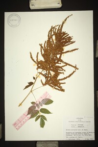 Aruncus sylvester image