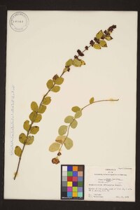 Symphoricarpos orbiculatus image