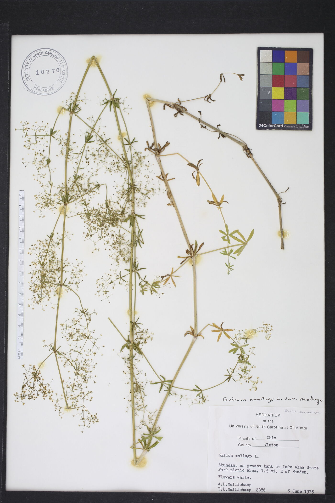 Galium mollugo subsp. mollugo image
