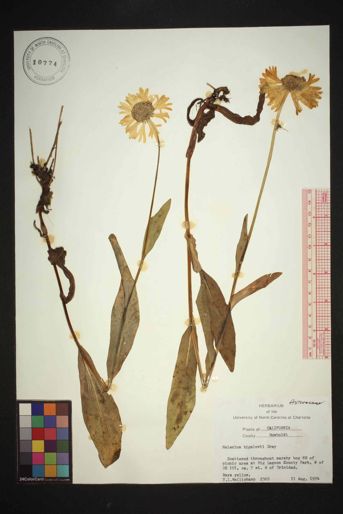 Helenium bigelovii image