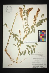 Astragalus canadensis image