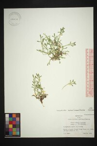 Selaginella apoda image