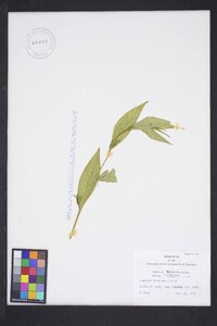 Ludwigia decurrens image