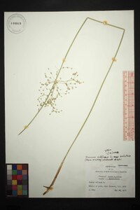 Juncus effusus var. solutus image