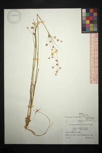 Juncus scirpoides image