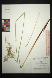 Juncus effusus var. solutus image