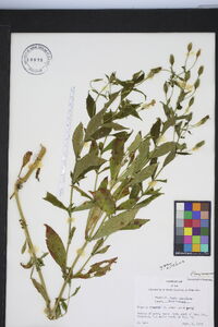 Mimulus ringens var. ringens image