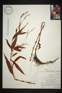 Persicaria setacea image