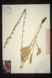 Nabalus autumnalis image