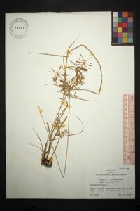 Cyperus strigosus var. strigosus image