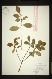 Ilex coriacea image