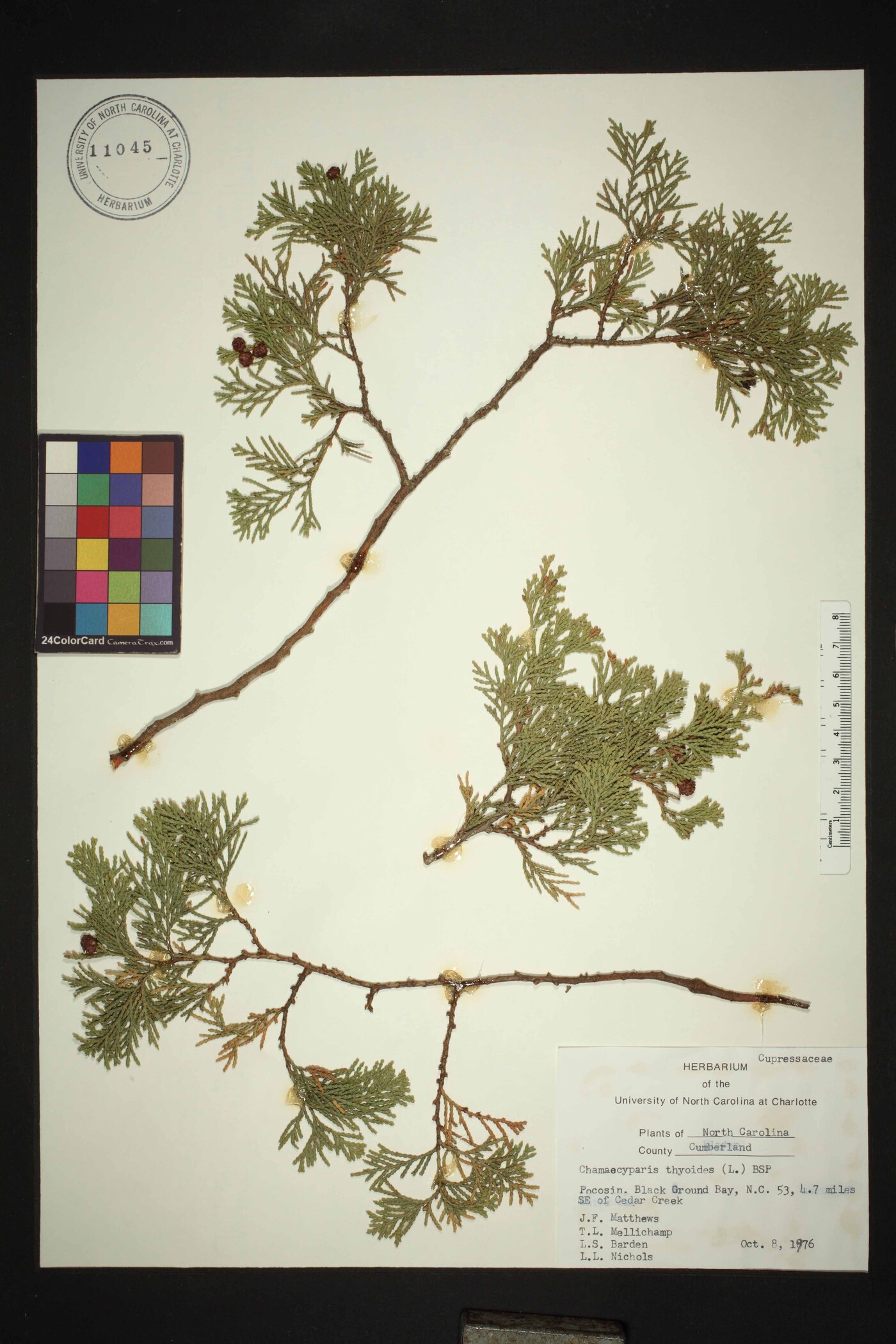 Chamaecyparis thyoides var. thyoides image