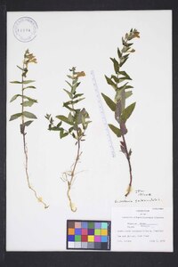 Scutellaria galericulata image