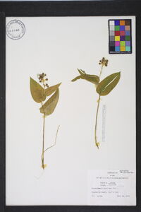 Maianthemum canadense image