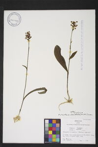 Platanthera clavellata image