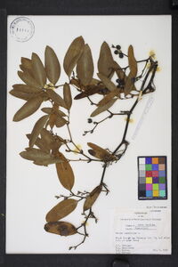 Smilax laurifolia image