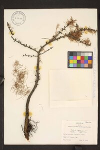 Larix laricina image