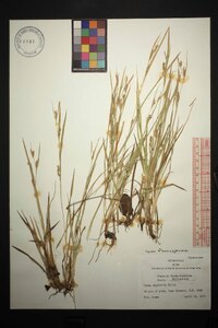 Carex flaccosperma image