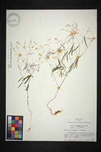 Euphorbia curtisii image