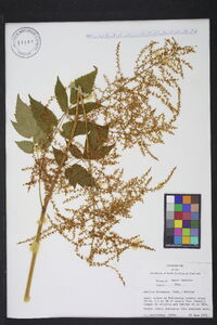 Astilbe biternata image