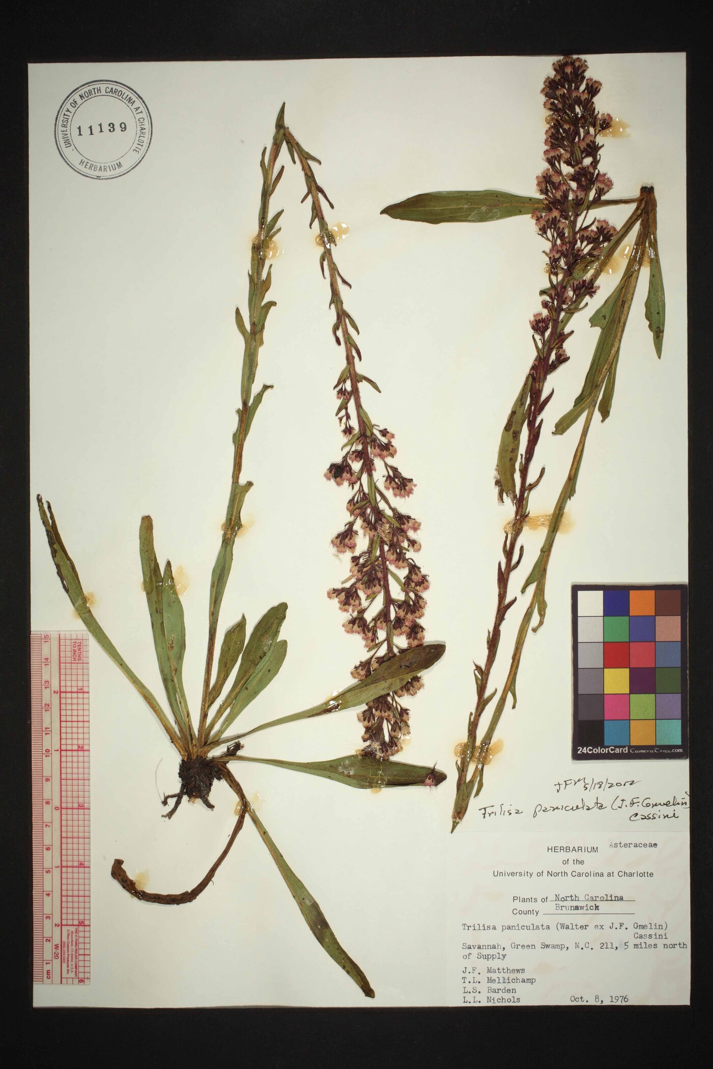 Trilisa paniculata image