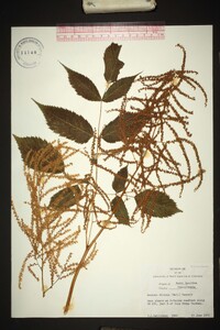 Aruncus dioicus image