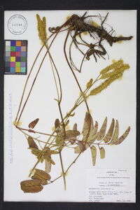 Sanguisorba canadensis image