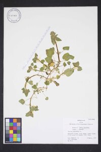 Lamium purpureum image