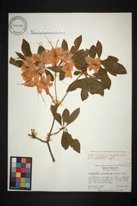 Rhododendron calendulaceum image