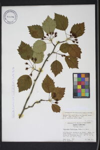 Crataegus flabellata image