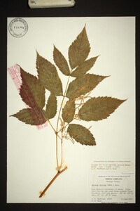 Aruncus dioicus image