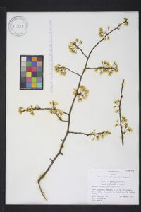 Prunus angustifolia image