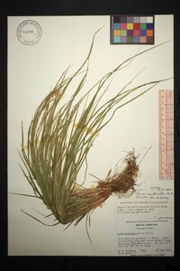 Carex aestivalis image