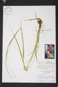 Festuca subverticillata image