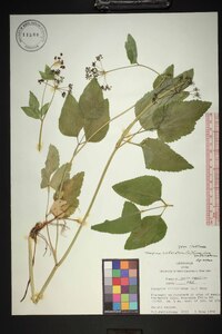 Thaspium trifoliatum var. trifoliatum image