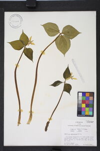 Trillium undulatum image