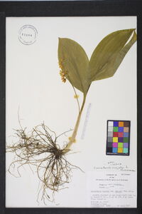 Convallaria majuscula image