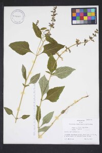 Salvia urticifolia image