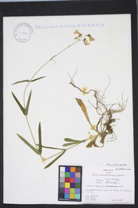 Penstemon laevigatus image