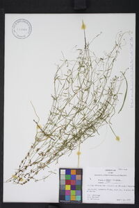 Galium obtusum subsp. filifolium image