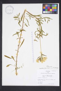 Oenothera fruticosa var. fruticosa image
